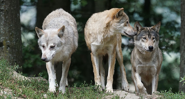Muere el niño lobo